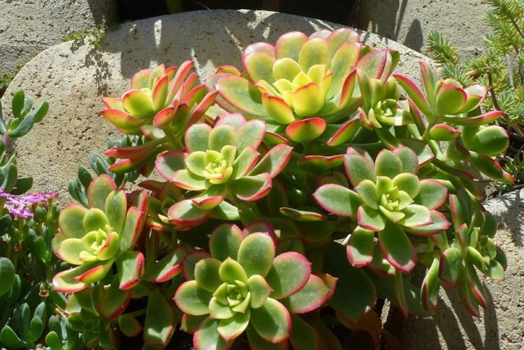 Sukulentné druhy v záhrade krásne-sukulenty-v lete