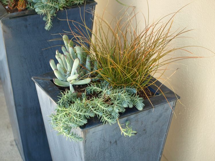 Sukulentné druhy a usporiadanie doma sukulenty ako na to