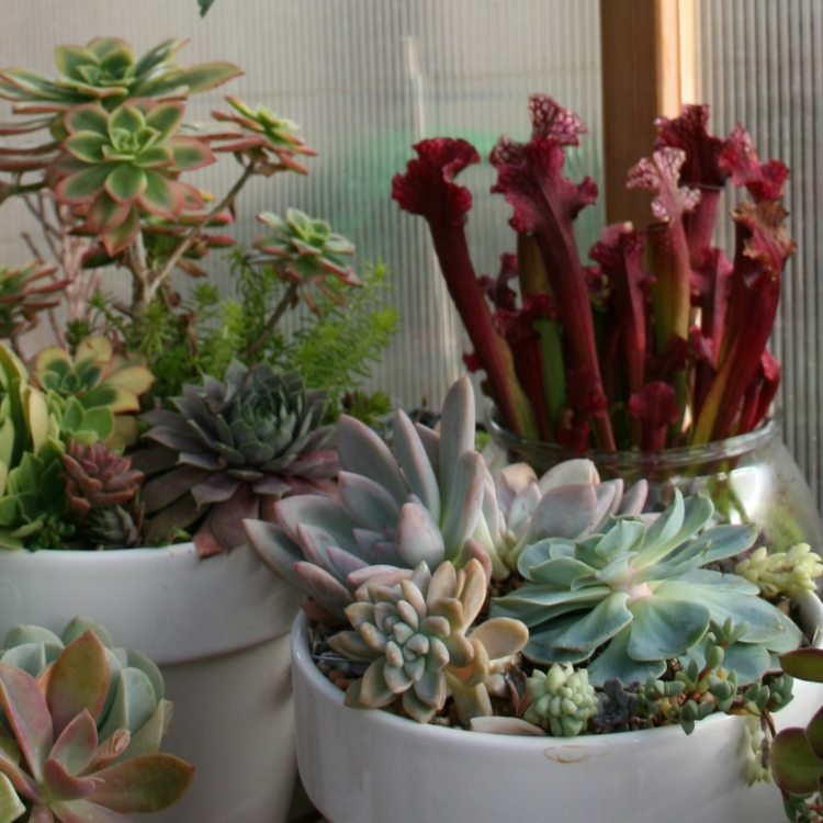 Sukulentné druhy a rastliny doma Sukulenty-doma-s kvetináčom