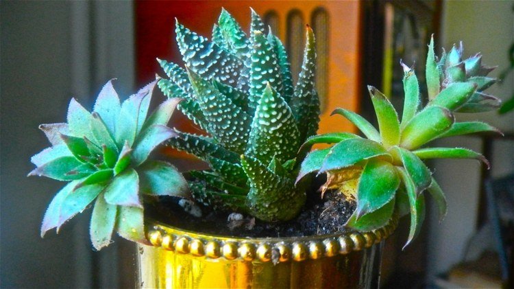 Sukulentné druhy v plnej kráse v kvetináči Sukulentní-odrody-druhy-v-kvetináči