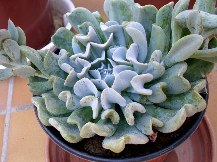 Sukulentné druhy Názvy Echeveria Sukulentná rastlina Echeveria