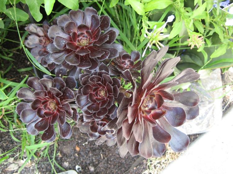 Sukulentní druh aeonium rastlina Eonium vo fialovej farbe