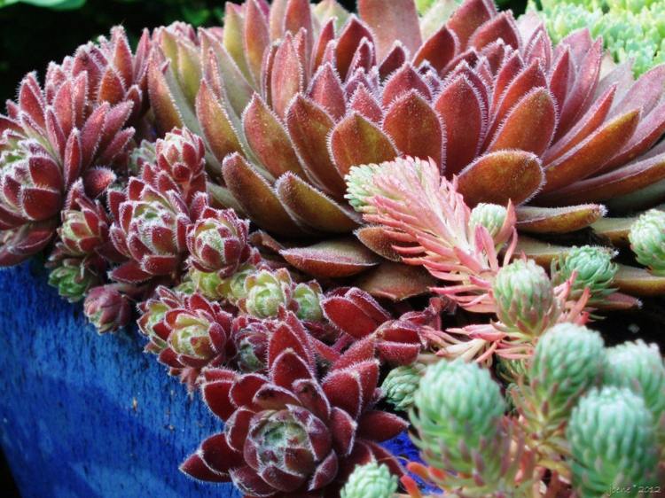 Sukulentné druhy - rastlina Sempervivum a rozchodník sukulentné druhy sempervivum-rozchodník-usporiadanie-nenáročná starostlivosť
