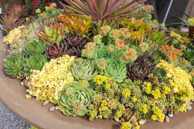 Sukulenty zmiešajte v kvetináči sukulentný-druh-kvetináč-mix-záhrada-dizajn-terasa