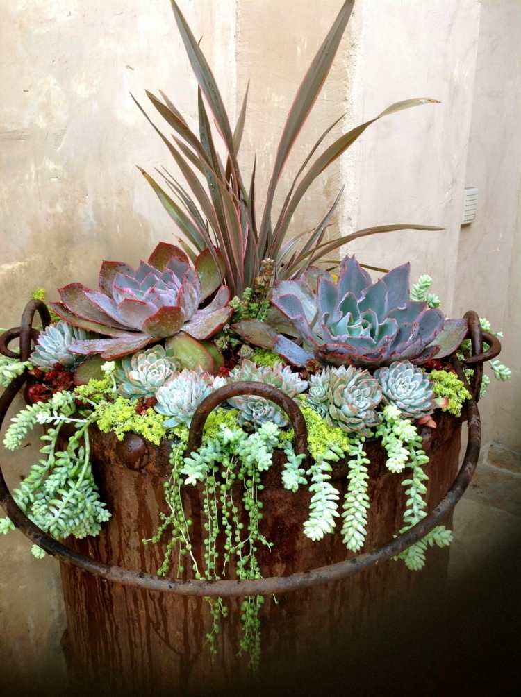 Rôzne druhy v jednom kvetináči sukulent-druh-graeser-usporiadanie-planter-kov