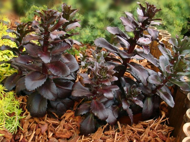 Sukulenty v takmer čiernej farbe sukulentný druh čierna-rozchodník-nápadovo-atraktívna-rastlina