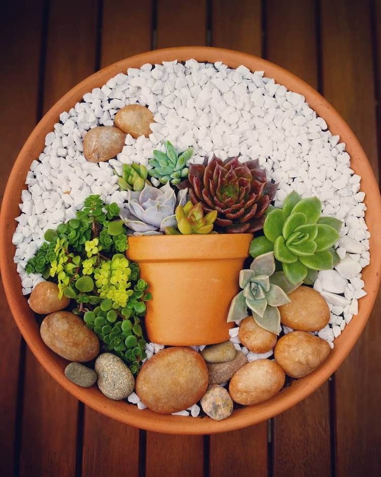 Sukulentné aranžmány prinášajú kreatívne nápady na výsadbu