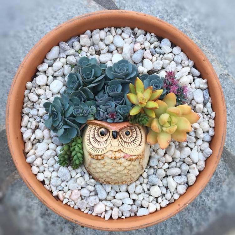 Sukulentné aranžmány DIY s keramickým hrncom