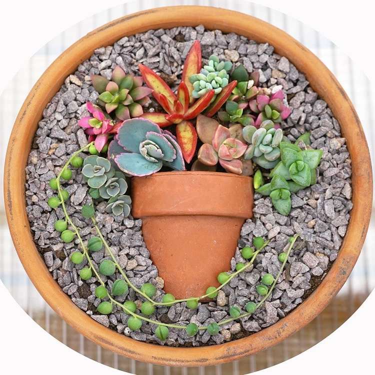 sukulentné nápady na dekoráciu ako umelecké dielo