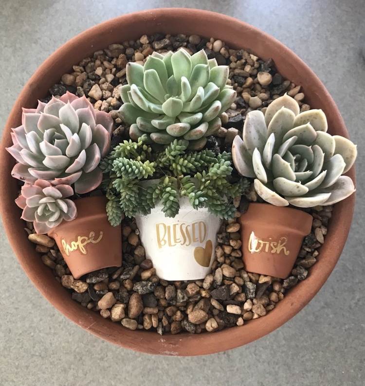 aranžmán so sukulentmi v mini kvetináčoch