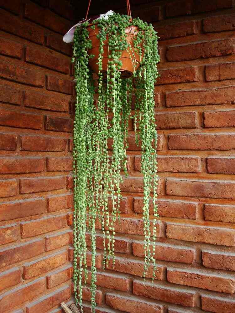 senecio rowleyanus závesný kvetináč poloha tehlová stena roh