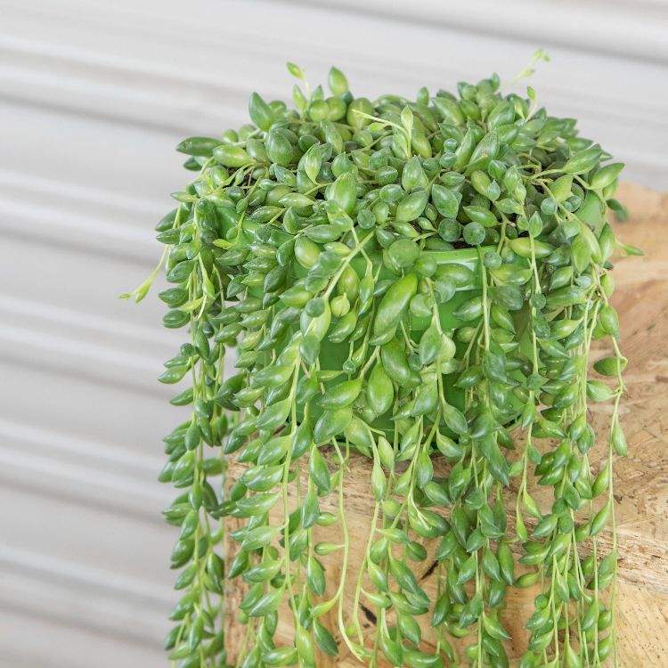 senecio herreianus kvetináč lisovaný mimo záhradného dizajnu vyzerá sviežo