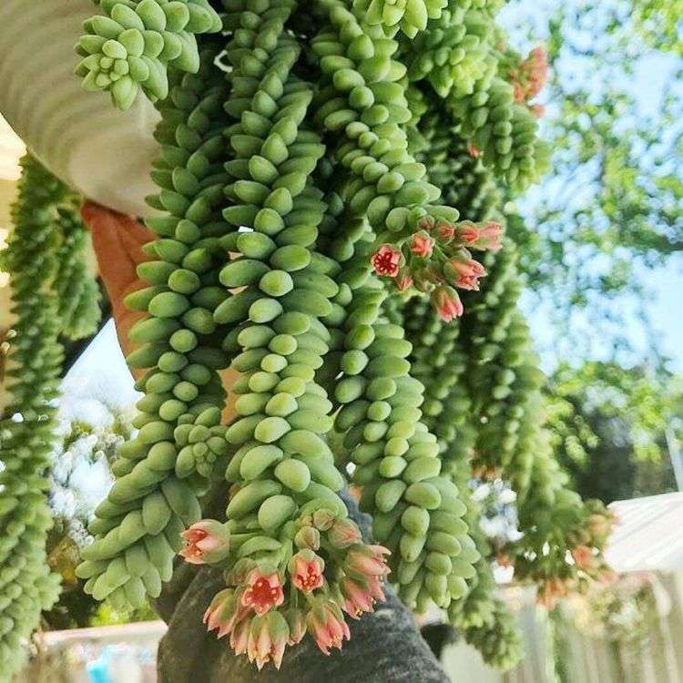 sedum morganianum rozchodník slnečné svetlo porcelán hrniec kvety