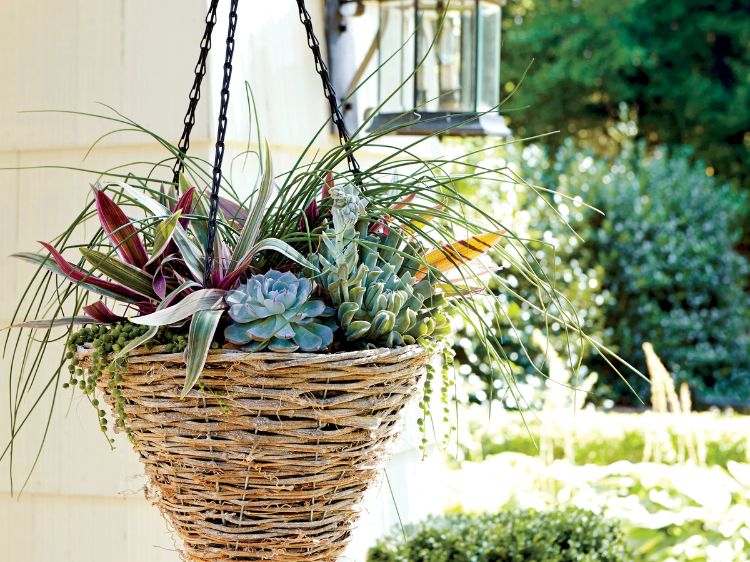 závesný kôš reťazec šťavnatý dom záhrada slnečný svit