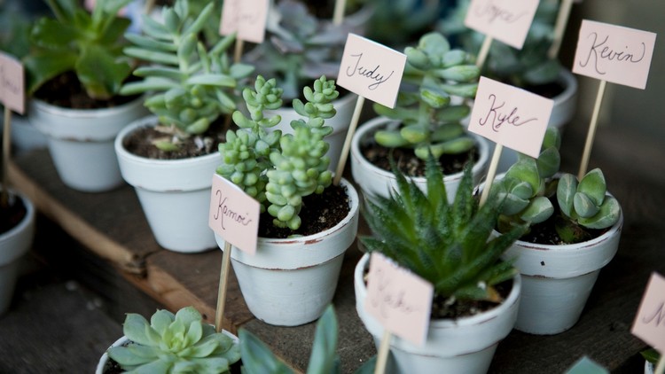 mini sukulenty na svadbu ako karty miest