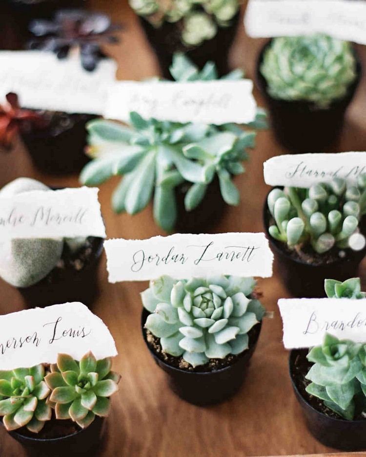 uprednostňuje svadobné ozdobné mini sukulenty