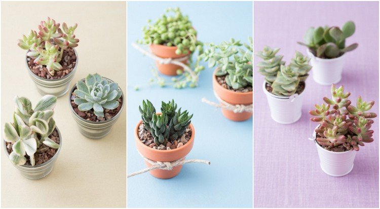 nápady na kvetináče poskytnú svadobným sukulentom