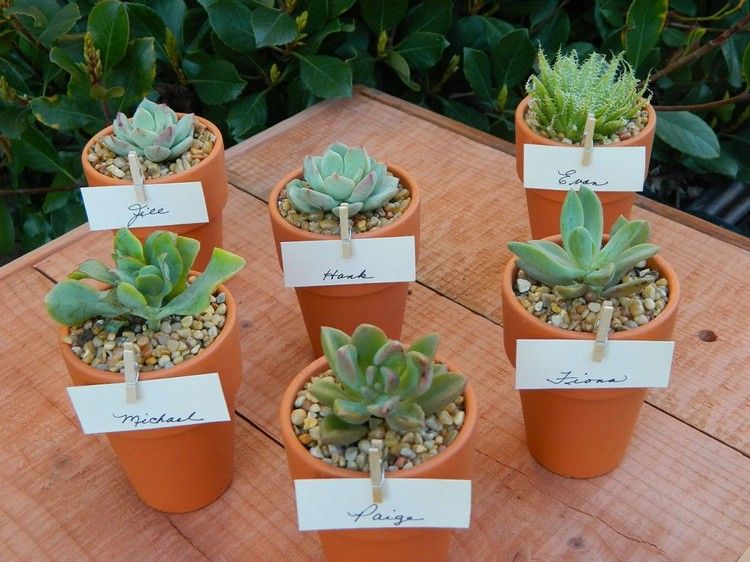 Sukulenty si vyrábajte karty na svadbu sami