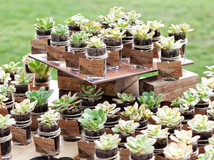 mini sukulentná svadobná hostina uprednostňuje karty miest