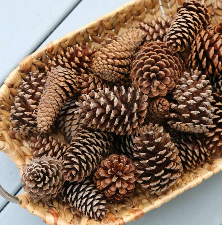 Pokyny na bielenie borovicového masívu Prehľad materiálov