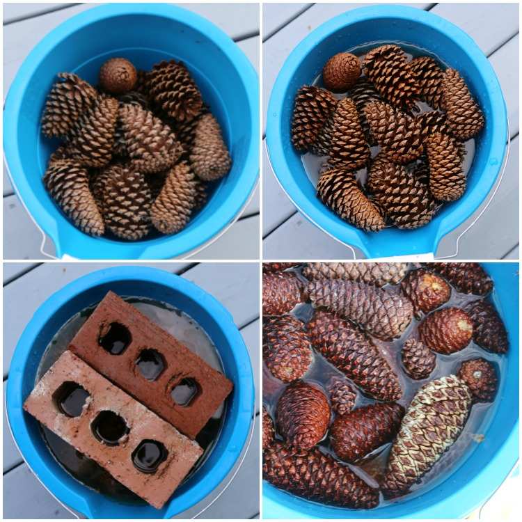 Namáčanie borovicových šištičiek pokyny na bielenie krok za krokom