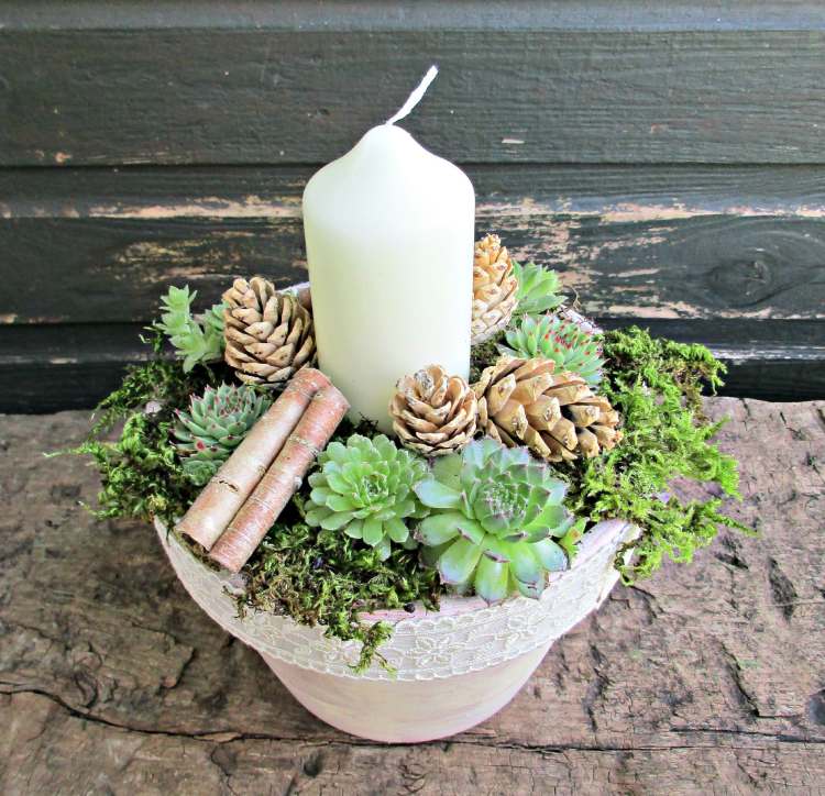 Biele machové naplavené drevo borovicovej šišky