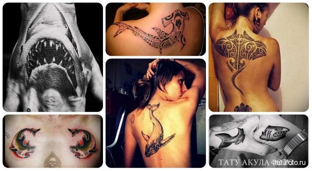 Cápa tetoválás - fotók a kész tetoválásokról az Ön számára