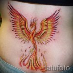 Főnix tetoválás a hát alsó részén - egy fotó a kész tetoválásról 11022016 2