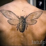 Rovar tetoválás - nagy lepke a hátán a srác számára