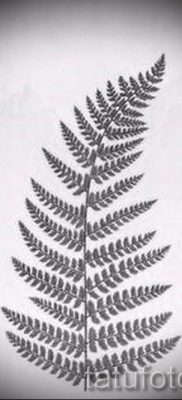 Hűvös páfrány tetoválás a fotón - egy cikk a tetoválás 7 jelentéséről