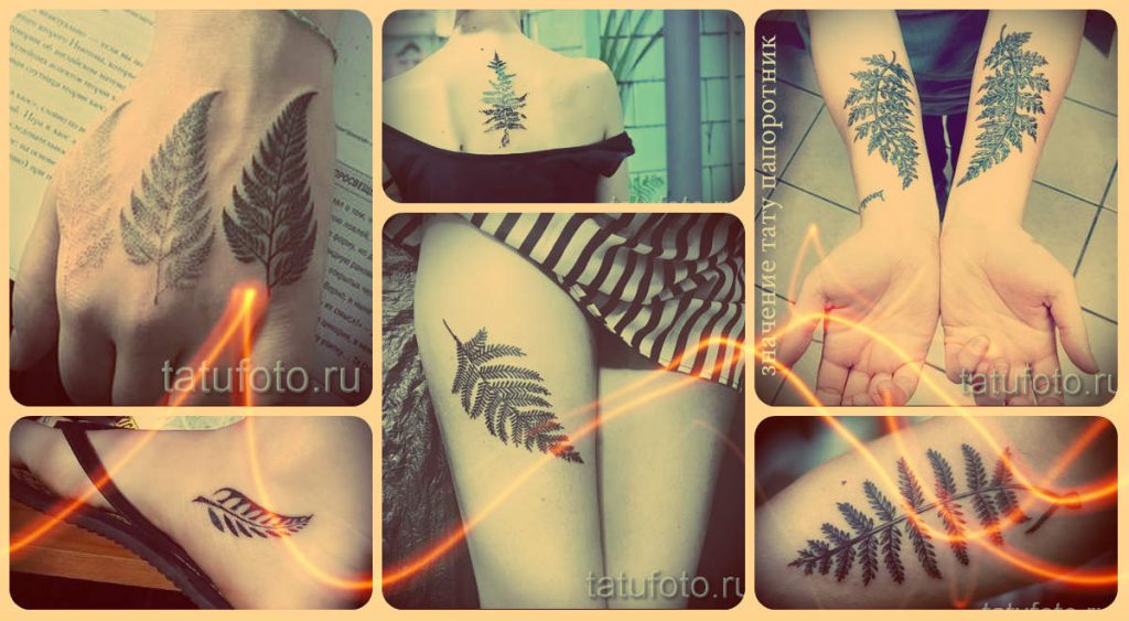 A páfrány tetoválás jelentése - információ a tetoválás jelentéséről és a menő tetoválások fényképei