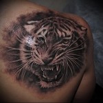 tiger tatovering på skulderbladet