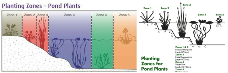 výsadba rybníka záhradná schéma-breh-močaristá-zóna-vodné rastliny