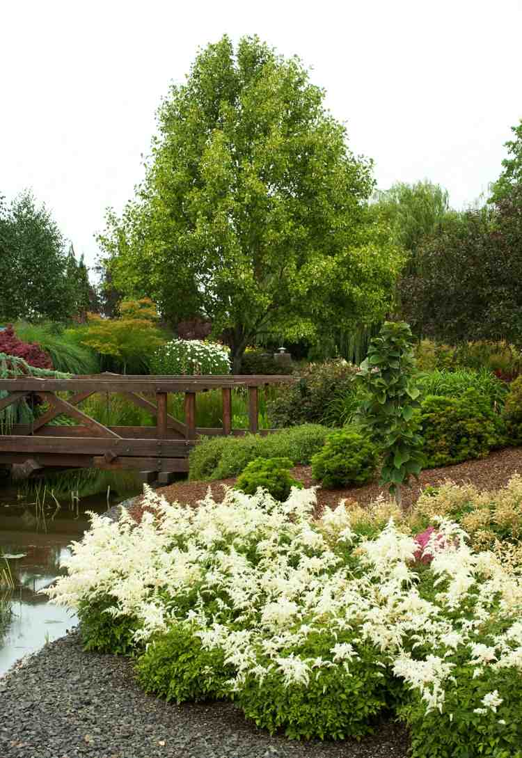 rybník-výsadba-nádherný spar-astilbe-kvitnúca-rastlina-rybník-banky