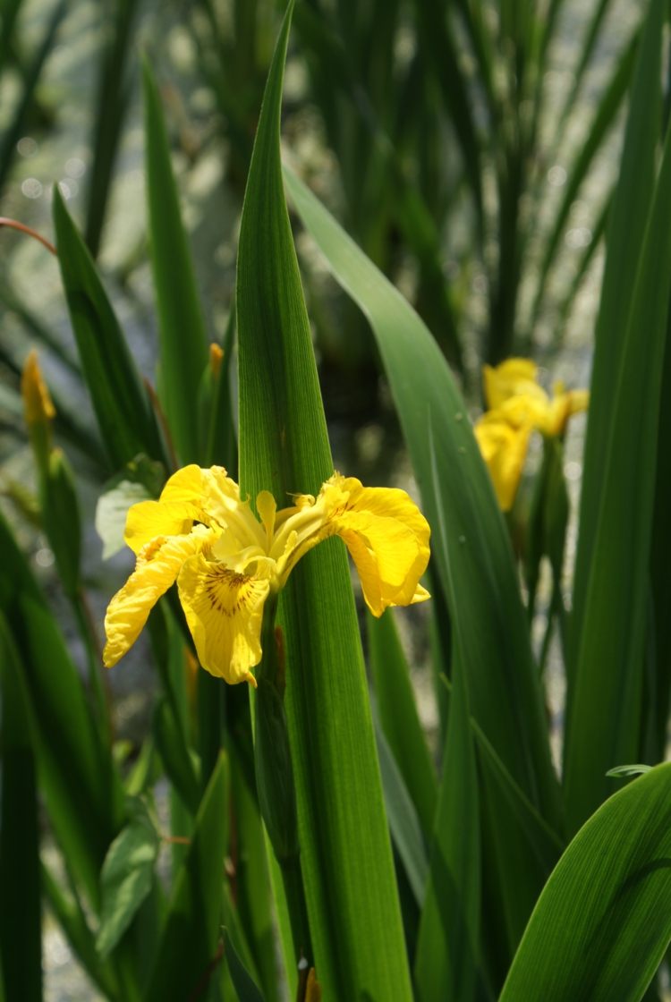 rybník-výsadba-močiar-meč-ľalia-žltý-kvet-plytká voda