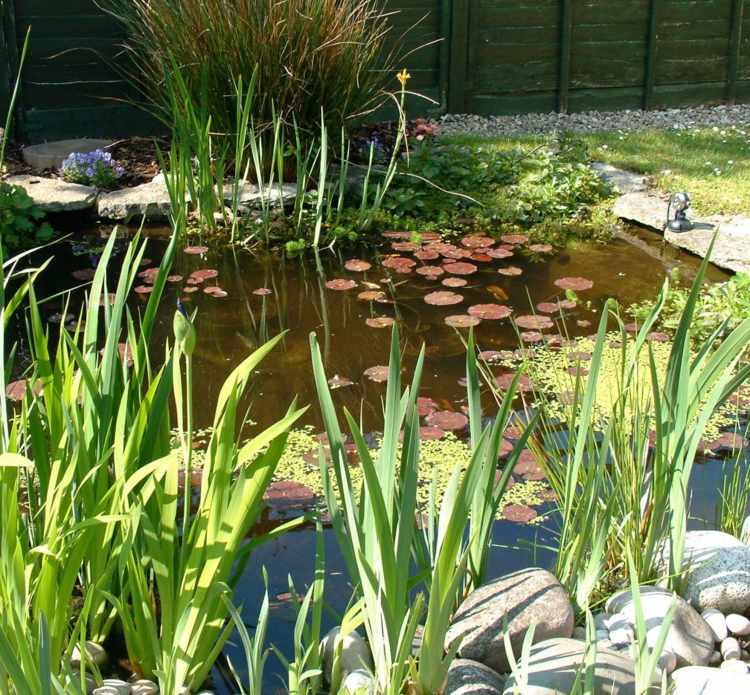 Výsadba rybníka-balvany-zdobenie-záhradníctvo-nápady