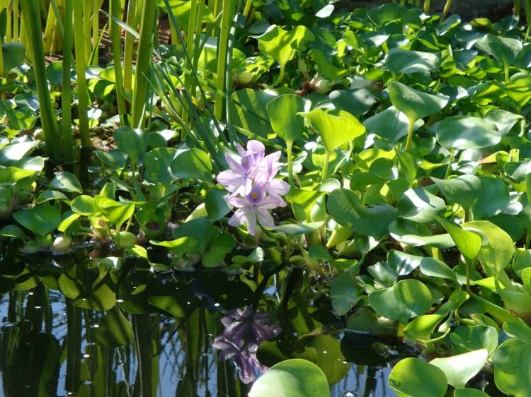 Rybník-výsadba-vodný hyacint-rybník-rastliny-výsadba-purpurová