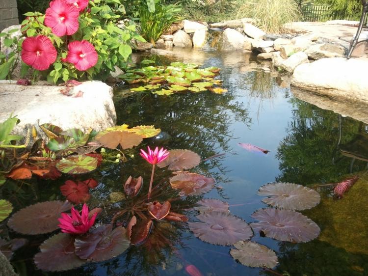 rybník-výsadba-tipy-rastlina-druh-lekno-ružová