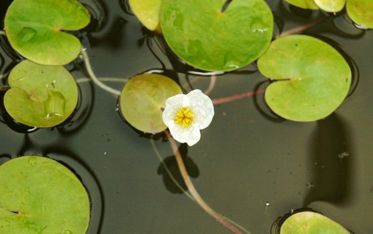 Rybník-výsadba-žaba-skus-voda-rastliny-záhradné-jazierko-design