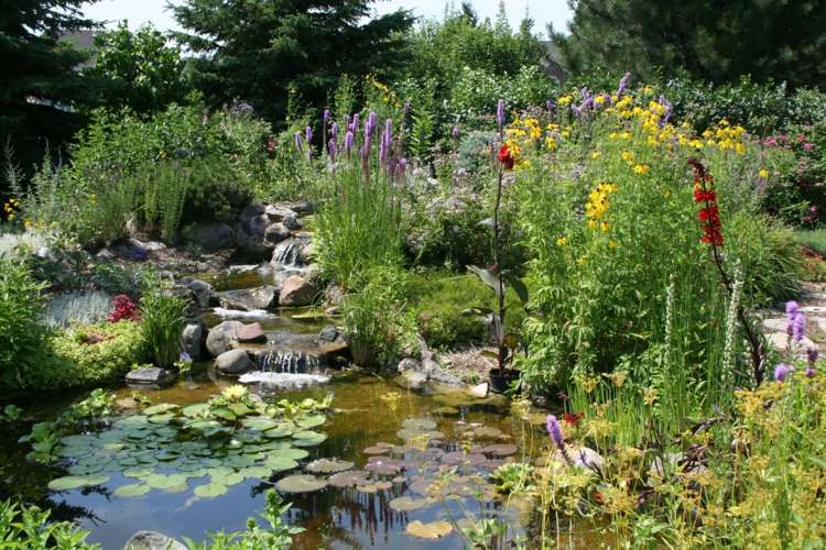 rybník-rastlina malé-obrázky-divoké kvety-podvodné rastliny