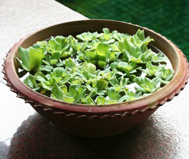 rybník-v-vedre-zelená-rastlina-misa-hlina