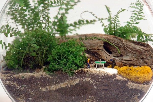 terárium stolného tenistu je navrhnuté ako mini záhrada