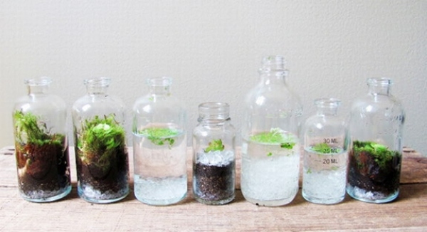 sklenené fľaše dizajnové terárium ako mini záhrada