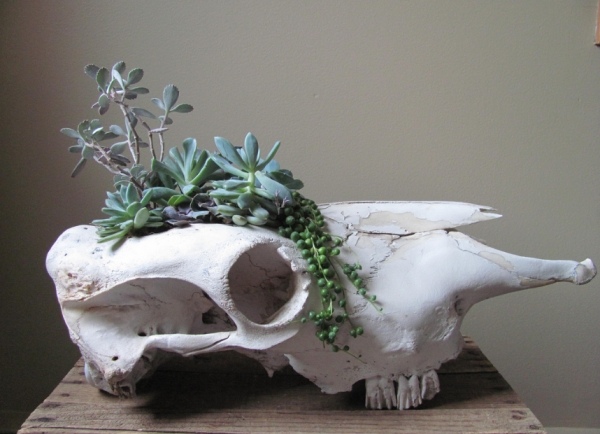 terárium kvetináča s lebkou navrhuje ako mini záhradu