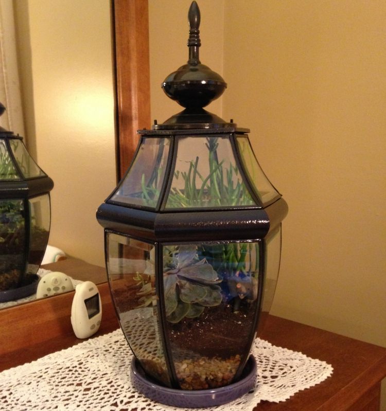 terárium nábytok lampáš dekorácia sklenené rastliny doilies tip