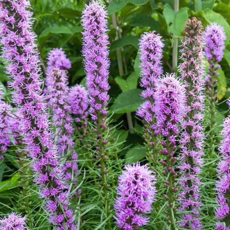 Terasa je posiata stredomorskou nádherou