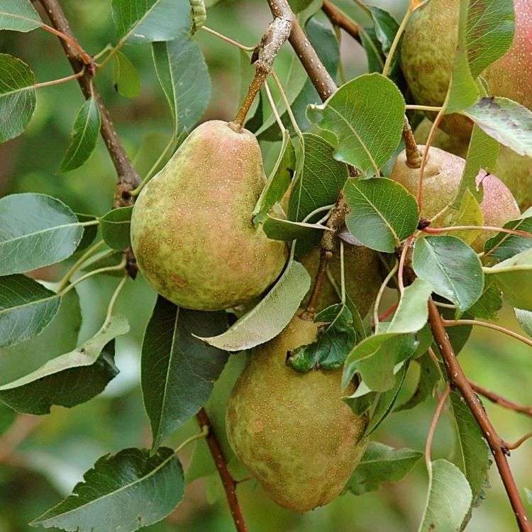 Terasu s rastlinami rámuje kuchynská záhrada s hruškou Kieffer