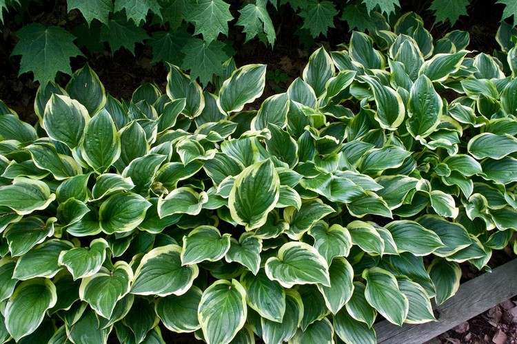 Funky nápady pre výsadbu na terase