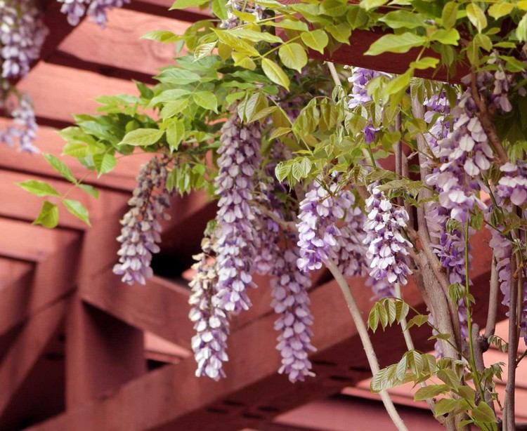 Stredomorská terasa osadená pergolou s preliezačmi vistérie