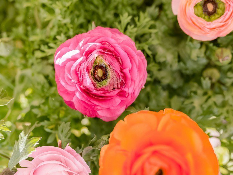 Stredomorská terasa vysadená kvetmi a kvitnúcimi trvalkami ranunculus